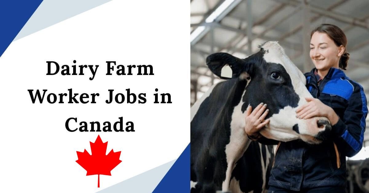 Dairy Farm Worker Jobs in Canada