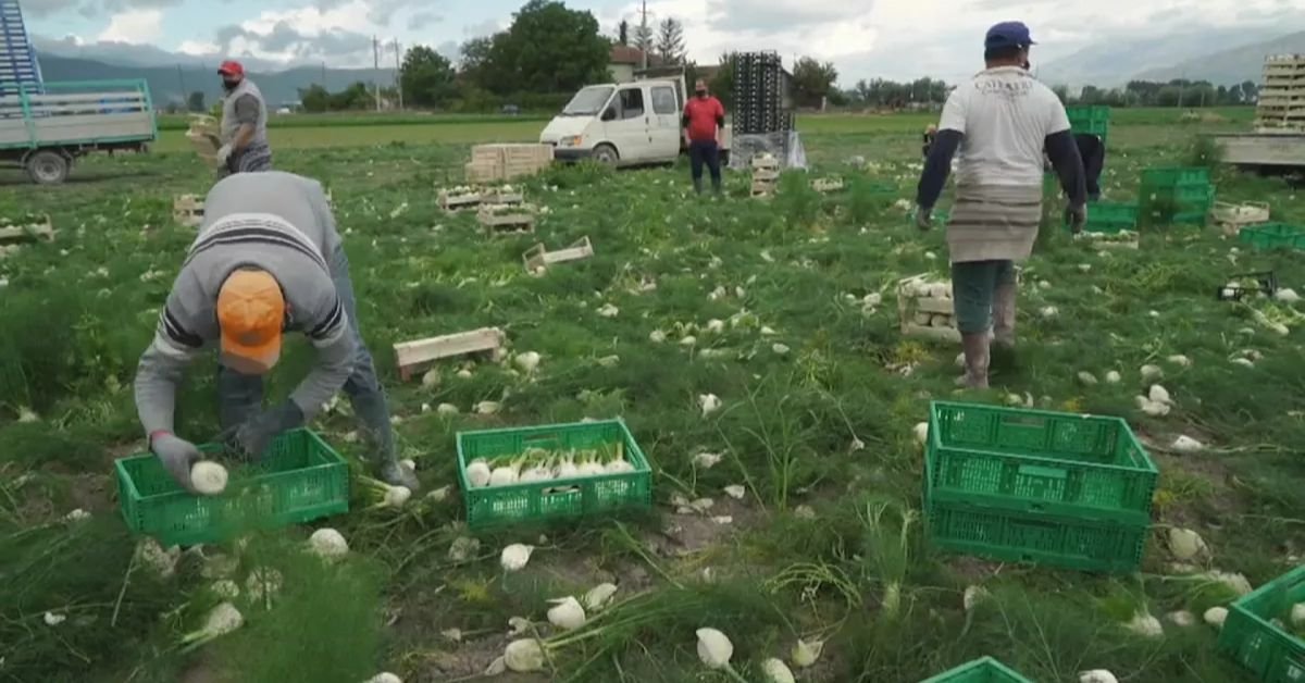 Farm Worker Jobs in Itlay